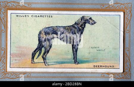 W.D & H.O. Wills Zigarettenkarte, Deerhound Stockfoto