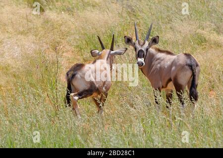 Gemsboks (Oryx gazella), zwei junge Oryxes, die im hohen Gras stehen, Kgalagadi Transfrontier Park, Northern Cape, Südafrika, Afrika Stockfoto