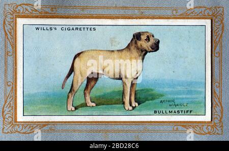 W.D & H.O. Wills Zigarettenkarte, Bullmastiff Stockfoto