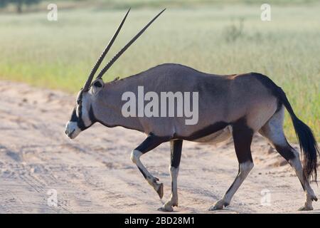 Gemsbok (Oryx gazella), Erwachsener, der eine Feldstraße überquert, Kgalagadi Transfrontier Park, Northern Cape, Südafrika, Afrika Stockfoto