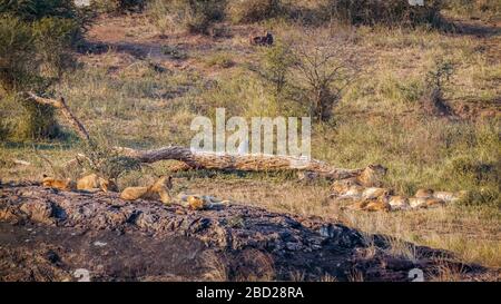 Stolz auf die afrikanischen Löwen, die im Kruger Nationalpark, Südafrika, liegen; Specie Panthera leo Familie der Feliiden Stockfoto