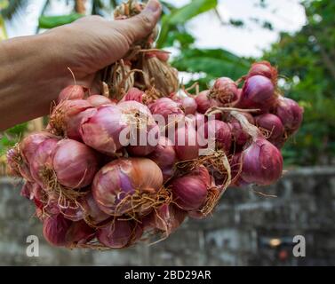 Zwiebelplantage in der Gemüsegarten-Landwirtschaft, frische Schalotten in einem Haufen gesunder Pflanzen Stockfoto