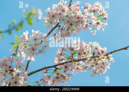 Horizontaler Nahschuss von blühenden Blumen auf einem Bradford Pear Tree. Stockfoto