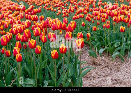 Reihen gelber oder orangefarbener und roter Tulpen, die in einem Bauernfeld blühen. Stockfoto