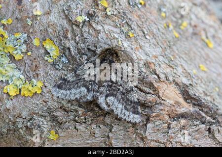 Brindel Schönheit (Lycia Hirtaria) Stockfoto