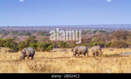 Drei südweiße Nashörner weiden in der Savannenlandschaft im Kruger Nationalpark, Südafrika; Specie Ceratotherium simum Simum Familie der Rhinoce Stockfoto