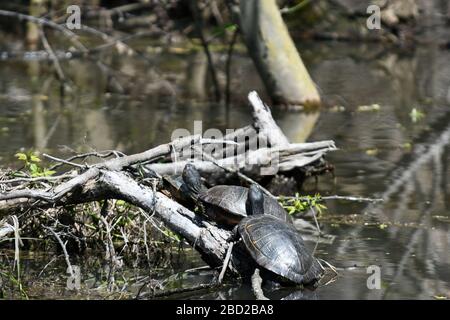 Bemalte Schildkröten auf gefallenen Ast im Teich Stockfoto