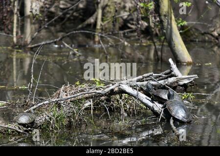 Bemalte Schildkröten auf gefallenen Ast im Teich Stockfoto