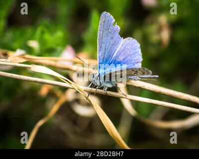 Ein gewöhnlicher blauer Schmetterling (Polyommatus icarus) wird auf Romney Marsh, Kent, England, am 4. August 2017 gesehen. Stockfoto