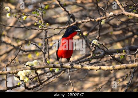 Crimson reiste Gonolek (Laniarius atrococcineus) auf einen Baumzweig. Ghanzi, Botswana Stockfoto