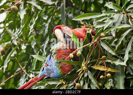 Rot-blau-grüne Makaw, Ara chloroptera Psittacida, CANAIMA, Venezuela, Südamerika, Amerika Stockfoto