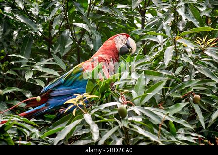 Rot-blau-grüne Makaw, Ara chloroptera Psittacida, CANAIMA, Venezuela, Südamerika, Amerika Stockfoto