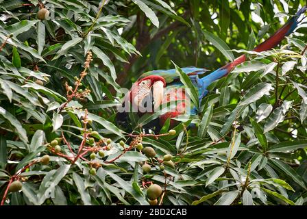 Rot-blau-grüne Makaw, Ara chloroptera Psittacida, CANAIMA, Venezuela, Südamerika, Amerika Stockfoto