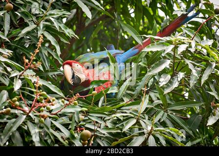 Rot-blau-grüne Makaw, Ara chloroptera Psittacida, CANAIMA, Venezuela, Südamerika, Amerika Stockfoto