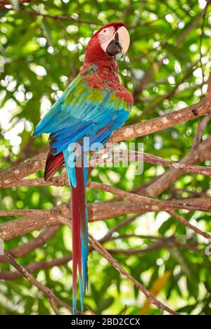 Rot-blau-grüne Makaw, Ara chloroptera Psittacida, CANAIMA, Venezuela, Südamerika, Amerika Stockfoto