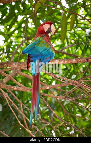 Rot-blau-grüne Makaw, Ara chloroptera Psittacida, CANAIMA, Venezuela, Südamerika, Amerika Stockfoto