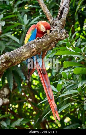 Scharlachrot, ARA MACAO, CANAIMA, Venezuela, Südamerika, Amerika Stockfoto