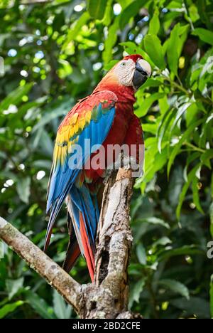 Scharlachrot, ARA MACAO, CANAIMA, Venezuela, Südamerika, Amerika Stockfoto