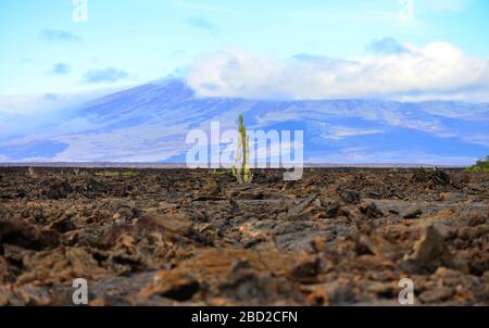 Landschaft mit einmundem Kaktus auf Lavafeld mit Sierra Negra Vulkan im Hintergrund. Isabela, Galápagos-Inseln, Ecuador, Lateinamerika Stockfoto