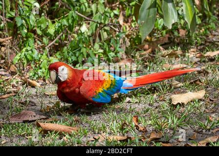 Scharlachrot, ARA MACAO, CANAIMA, Venezuela, Südamerika, Amerika Stockfoto