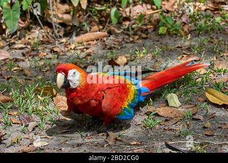 Scharlachrot, ARA MACAO, CANAIMA, Venezuela, Südamerika, Amerika Stockfoto