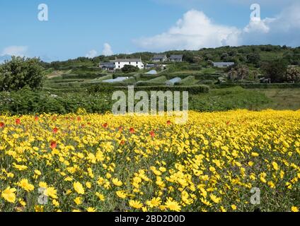 Hillside Farm auf der Insel Bryher, Isles of Scilly Stockfoto