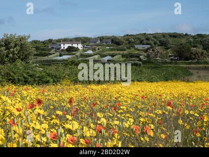 Hillside Farm auf der Insel Bryher, Isles of Scilly Stockfoto