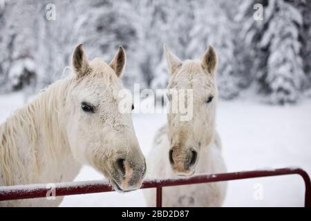Pferde, die im Winter über den Zaun blicken. Stockfoto