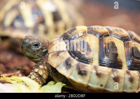 Hermanns Schildkröte (Testudo hermanni boettgeri) eine stehende geschützte Art der Schildkröte Griechische Landschildkröte (Testudo hermanni boettgeri) eine u Stockfoto