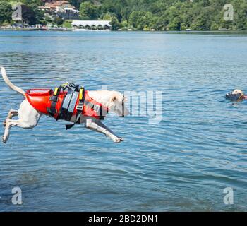 Rettungshunde, die mit der italienischen Küstenwache arbeiten Stockfoto