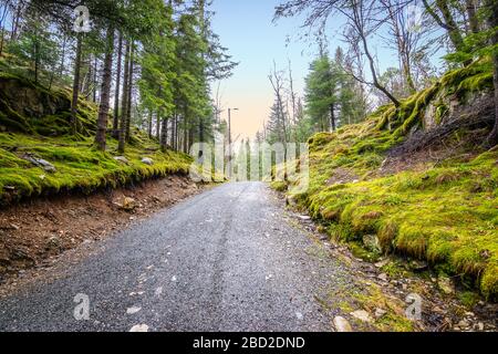 Straße im Kiefernwald in Norwegen. Schöne skandinavische Waldlandschaft. Stockfoto