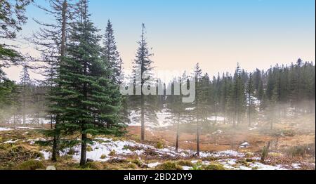 Neblige Kiefern Waldlandschaft in Bergen, Norwegen Stockfoto