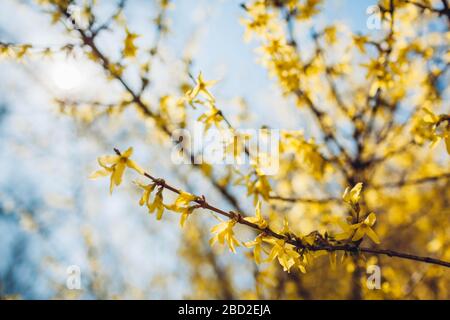 Gelber blühender Busch. Blühende Forsythia im Frühling auf dem Himmelshintergrund. Natur in Blüte. Textur mit Blumenmuster Stockfoto