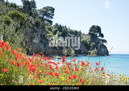 Mohnblumen am Strand von Megalos Mourtias auf der Insel Alonissos, in Griechenlands nördlichen Sporaden Stockfoto