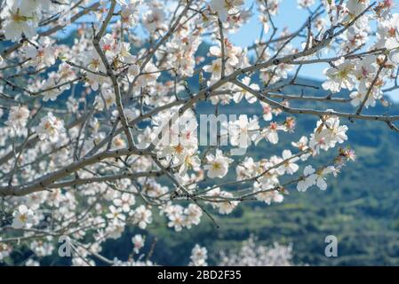 Mandelbaum verzweigt sich im Frühling mit weißen Blüten Stockfoto