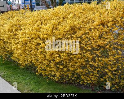 Gelbes blühendes Forsythia x Intermedia oder Border Forsythia Hedge in Vancouver, BC, Kanada Stockfoto