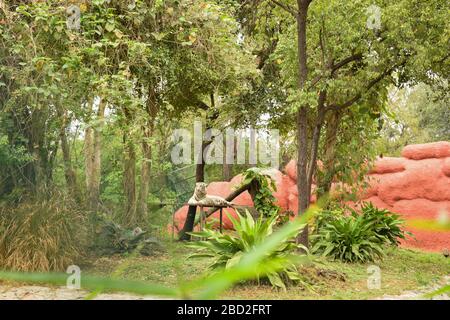 Wildes Tier EIN großer weißer Tiger im Zoologischen Park Foto Bild Stockfoto