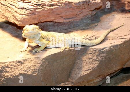 Die bärtigen Drachen (Pogona) sind eine Gattung der Squamata die Bartagamen (Pogona), die eine Gattung der Schuppenkriechtiere sind Stockfoto