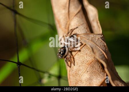 Zebra-Rückenspinne (Salticus scenicus) auf gefallenem Blatt in einem britischen Garten. Stockfoto