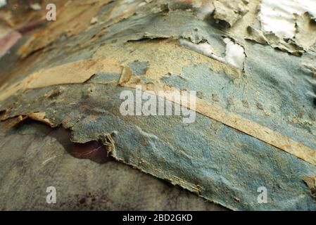 Den alten Kontakt Blatt durch chemische Reaktion beschädigt. Eine ätzende Säure-alkalisch aggressive Verschmutzung konzeptionellen Hintergrund. Stockfoto