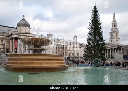 Weihnachtsbaum 2013 in Trafalgar Square, Charing Cross, London WC2N 5DN Stockfoto