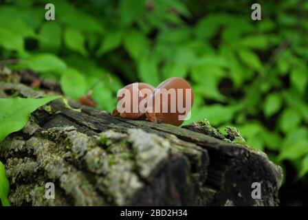 Der auf einem umgestürzten Baum im Wald wachsende jüdische Ohrenpilz Stockfoto