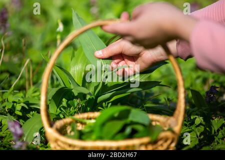 Frau sammeln, Kommissionierung frischen Bärlauch im Wald, Bärlauch, Kräuterkunde, Lebensmittel-Konzept Stockfoto