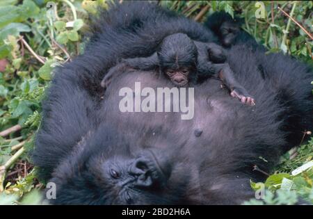 Berg Gorilla (Gorilla gorilla beringei) Neugeborenes Saugen, Nationalpark Vulkane, Ruanda. Stockfoto