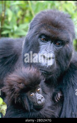 Mountain Gorilla (Gorilla gorilla beringei) Mutter und Junge, Volcanoes National Park, Ruanda. Stockfoto