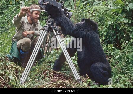 Mountain Gorilla (Gorilla gorilla beringei) untersucht die BBC-Film-Crew-Kamera und betrachtet die eigene Reflexion im Objektiv, Volcanoes National Park, Ruanda. Stockfoto