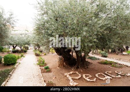 Olivenbaum im Garten von Gethsemane in Jerusalem, Israel. Stockfoto