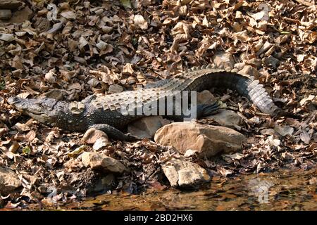 Krokodilhäutchen aus Snub mit Nose-Marsh-Krokodil (Crocodylus palustris) Stockfoto