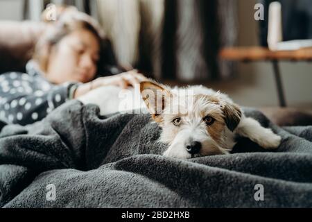 Ein Mädchen mit Hund schlafen auf der Couch im Wohnzimmer. Person und Haustier zusammen. Ein kleiner Jack Russell Terrier langhaarig. Stockfoto
