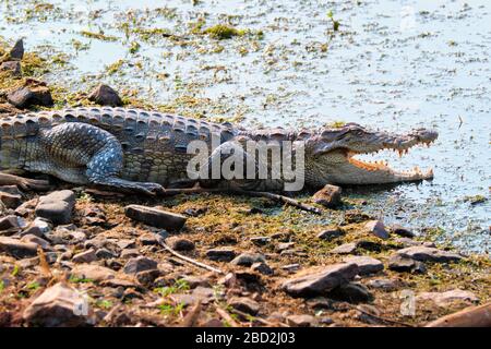 Krokodilhäutchen aus Snub mit Nose-Marsh-Krokodil (Crocodylus palustris) Stockfoto